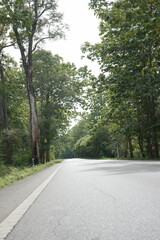 The road winds through a valley, surrounded by towering mountains. Trees line both sides, their green leaves gently swaying, creating a peaceful nature trail amidst stunning scenery.