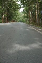The road winds through a valley, surrounded by towering mountains. Trees line both sides, their green leaves gently swaying, creating a peaceful nature trail amidst stunning scenery.