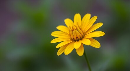 A vibrant, single yellow flower stands out against a soft, blurred green and purple background, showcasing detailed petals and a central disc.