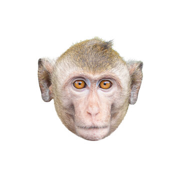 Close-up front view of a Macaca or young brown monkey head, showing the face, eyes, nose, ears. It meets eyes and stares. Isolated on white background, clipping path, transparent for creative.