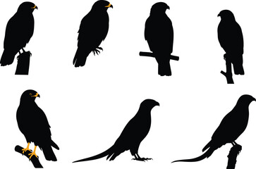 Collection of perched eagle and hawk bird silhouettes with sharp beaks and strong talons isolated on white background for wildlife illustration.