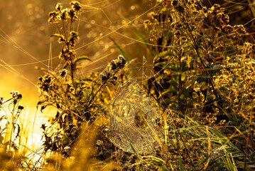 A spiderweb on the shore of a pond in thick native plants during a golden morning. 