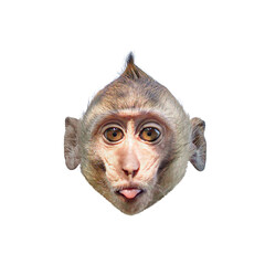 Close-up front view of a Macaca or brown monkey head, showing the face, eyes, nose, ears. It stare and sticks out its tongue. Isolated on white background, clipping path, transparent for creative. © sompao