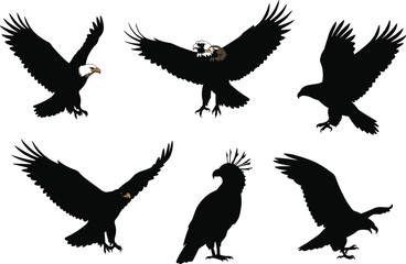 Set of eagle and hawk bird silhouettes flying and perched, majestic raptor illustrations showing wingspan, strength, sharp beak, and talons.