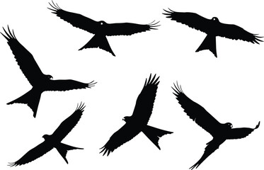 Set of flying eagle bird silhouettes in various wing positions, soaring in the sky, symbolizing strength, freedom, power, and nature.