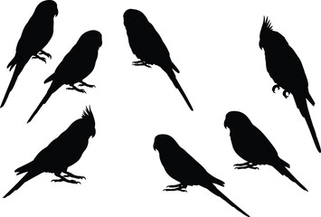 Set of parrot and cockatiel bird silhouettes in different poses, vector illustrations for wildlife, tropical animals, pets, and design.