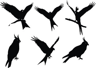 Set of parrot and cockatoo bird silhouettes in flying and perched poses with spread wings, crests, and tropical exotic style.