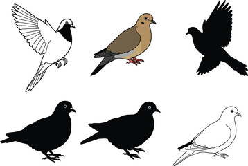 Set of pigeon and dove bird silhouettes, outlines, and colored illustration, flying and standing poses, vector artwork for design.