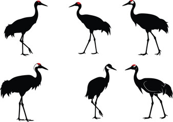 Silhouette vector illustration of elegant cranes standing and walking, black bird design with red head detail isolated on white background