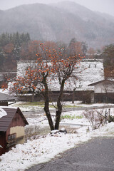 A solitary persimmon tree with vibrant orange fruits stands in a snowy field in Shirakawa-go, Japan. In the background, traditional Gassho-zukuri farmhouses are lightly dusted with the first snowfall.