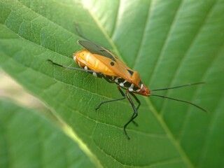 red cotton bug also has the scientific name Dysdercus cingulatus.