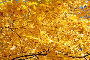 Seasonal leaves on tree. Natural autumn leaves. Autumn beauty of nature. Fall season nature. Fall leaves of yellow tree. Autumn tree. Nature in fall season. Autumnal sunny day. Crisp air