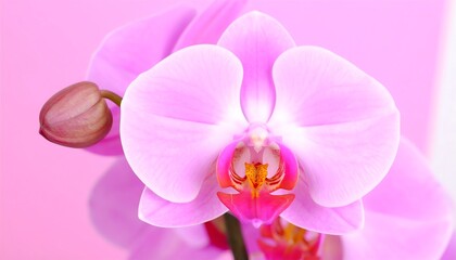 Close-up pink orchid bloom