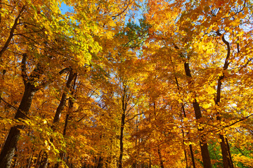 Autumnal sunny day. Seasonal leaves on tree. Natural autumn leaves. Autumn beauty of nature. Fall season nature. Fall leaves of tree. Warm weather. Autumn tree. Nature in fall season