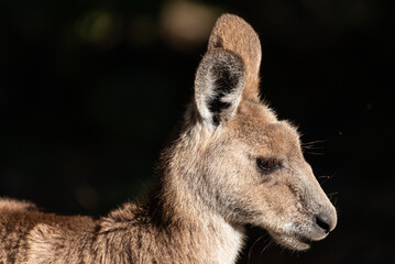 A profile portrait of an eastern grey kangaroo in Queensland, Australia.