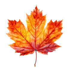 Fototapeta premium High-resolution close-up of a vibrant red-orange maple leaf showing detailed veins and texture, isolated