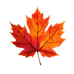 Fototapeta premium High-resolution close-up of a vibrant red-orange maple leaf showing detailed veins and texture, isolated