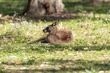 A eastern grey kangaroo resting in a grassy field in Queensland, Australia.