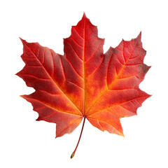 Obraz premium High-resolution close-up of a vibrant red-orange maple leaf showing detailed veins and texture, isolated