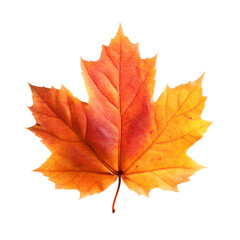 Obraz premium High-resolution close-up of a vibrant red-orange maple leaf showing detailed veins and texture, isolated