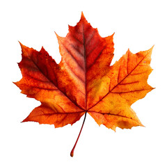 Fototapeta premium High-resolution close-up of a vibrant red-orange maple leaf showing detailed veins and texture, isolated