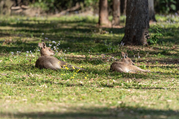 Two eastern grey kangaroos resting in a grassy field in Queensland, Australia.