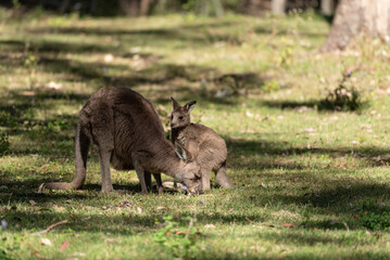 Eastern grey kangaroo with her adolescent joey grazing in a grassy field in Queensland, Australia.