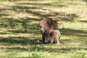 Eastern grey kangaroo with her adolescent joey grazing in a grassy field. Queensland, Australia.
