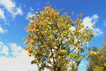 A tall maple tree with vibrant green and yellow leaves reaches towards a bright blue sky