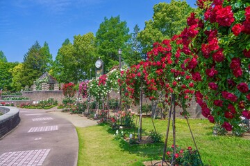 青空バックに見る満開のバラが咲く公園の情景