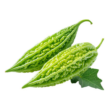 Two green bitter melons with leaves