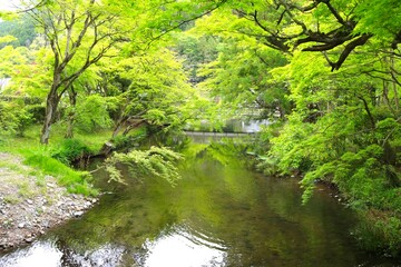 A tranquil river meanders through green foliage, reflecting the lush surroundings