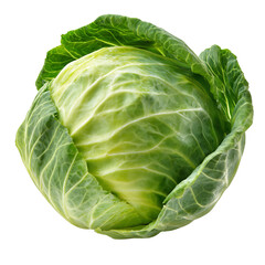 Obraz premium Fresh head of green cabbage