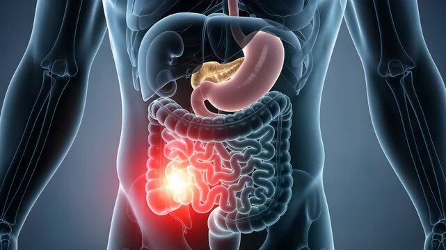 Human Digestive System Visualization with Stomach and Intestines Highlighted