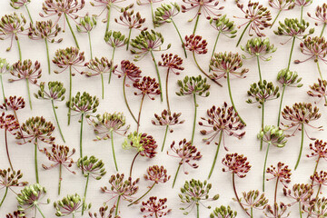 Pattern of dill flowers on light background, top view of many dill seed arranged on beige textured...