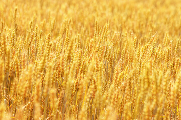 Close-up view of golden wheat ears in a sunlit field. Aesthetic view on ripe grain spikes swaying in warm light, Agriculture, harvest, and natural abundance,  traditional farming. Durum crops growth.