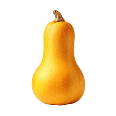 Single, vibrant yellow squash