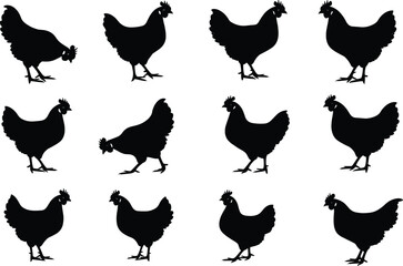 Chicken silhouette set, black, walking, pecking, standing, turning, vector, isolated farm bird behavior and posture illustration bundle
