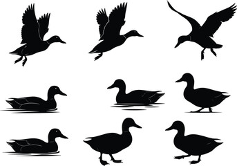 Duck silhouette set, black, flying, swimming, walking, water ripples, vector, isolated bird behavior and posture illustration bundle