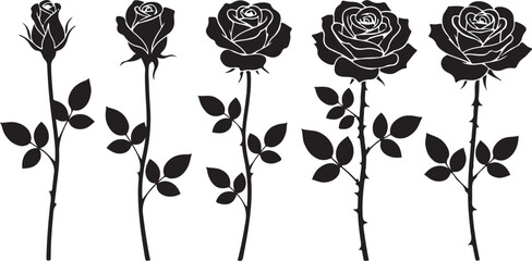 Rose Bloom Cycle: An elegant illustration shows the stages of a rose, starting from bud to full bloom, in striking black and white.