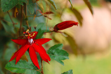 red flower on a liane 