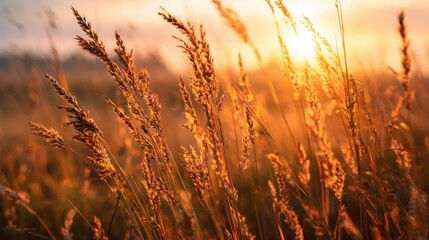 A serene view of tall wheat swaying gently in the evening breeze under a golden sunset. The warm light creates a peaceful atmosphere in the landscape.