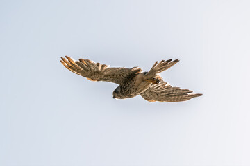 Common kestrel, Falco tinnunculus, hovered in the air in search of prey