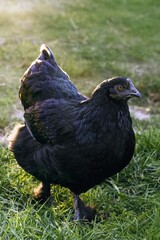 Young Black Hen Backlit in Grass at Sunset