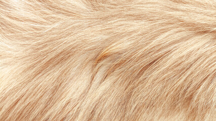 Close-up smooth texture of red cat fur in macro detail, showing soft pattern and warm tone contrast, perfect for animal related designs, pet products, textile mockups, and decorative surface art.