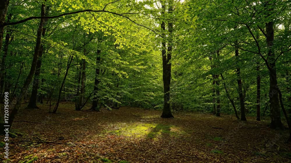 Wall mural mesmerizing timelapse of sunlight dappling through dense forest canopy, creating shifting patterns o