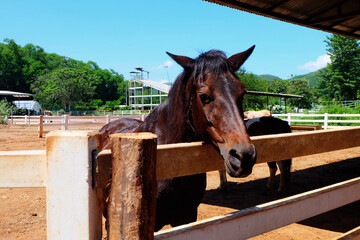 Brown horse in the racing stable