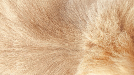 Extreme close-up view of orange red cat fur showcasing fluffy texture, warm tones, and natural softness, useful for pet designs, textile concepts, animal pattern art, and creative backgrounds.