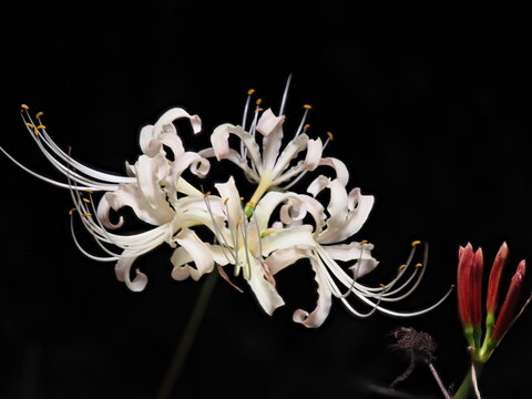 Closeup of white spider lily or Lycoris radiata at night