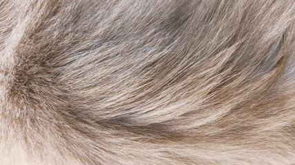 Macro close-up of furry grey cat coat showing natural texture and color detail, perfect for fabric design, wallpaper backgrounds, pet projects, and creative stock patterns.